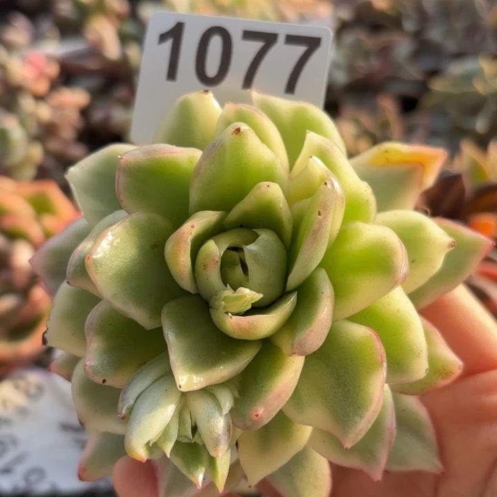 多肉植物满18包邮当场凑单