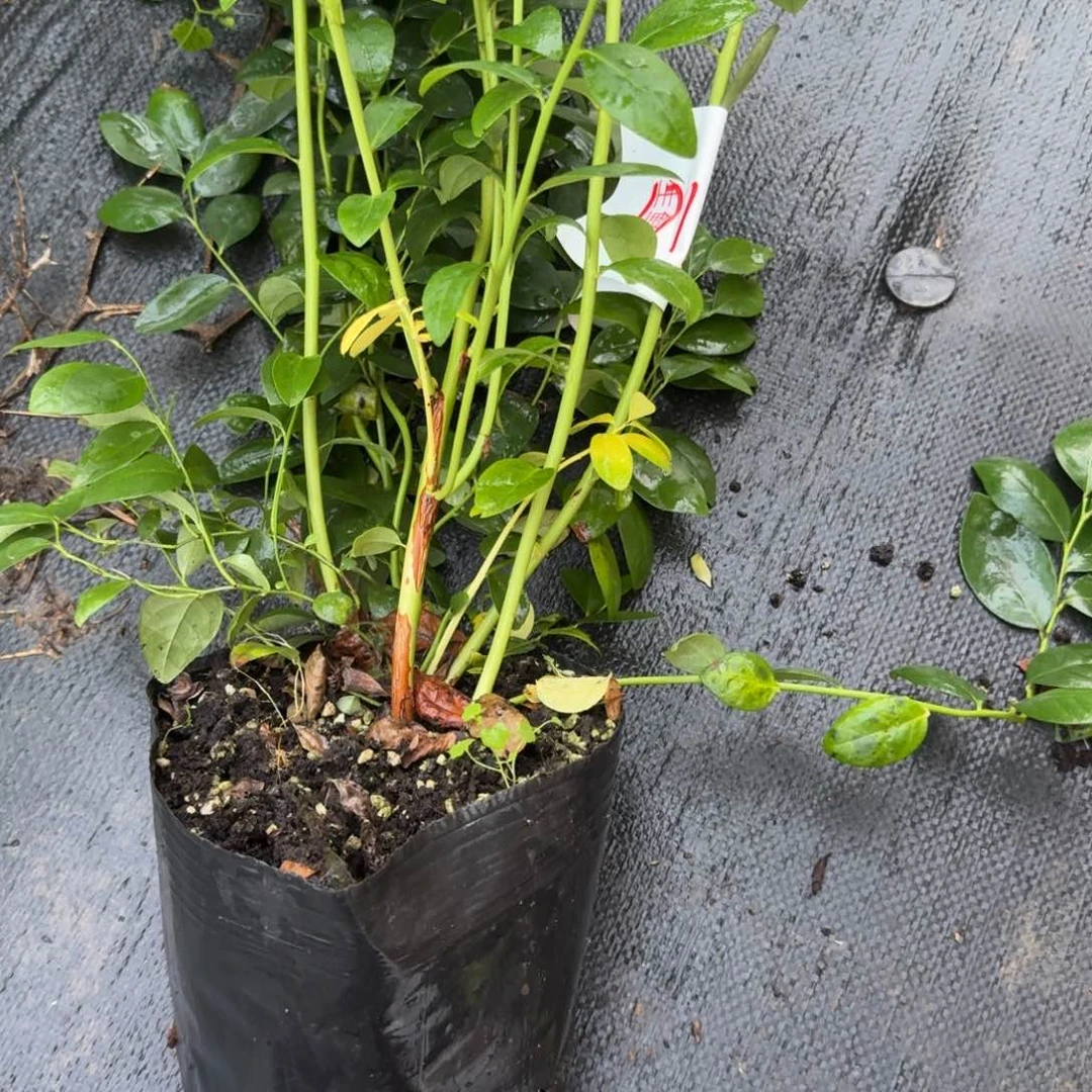 梅***中钵f6一物一拍1713