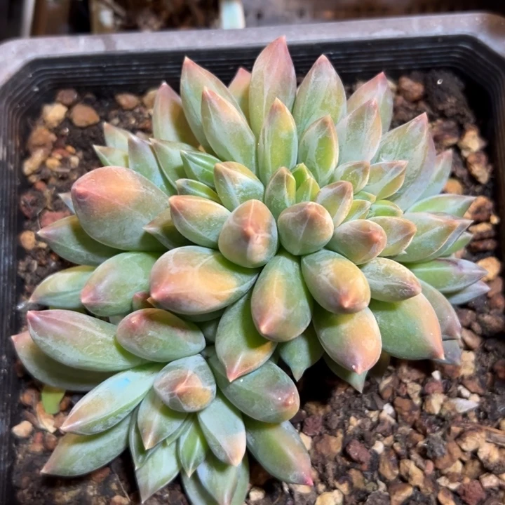 幸运的是我还在努力地生活