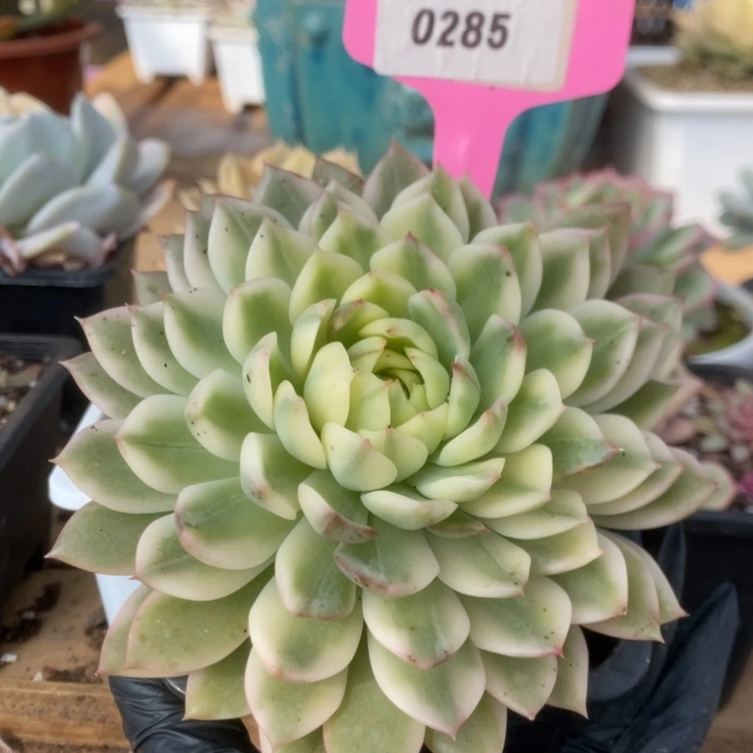 285长岛冰茶大尺寸锦锦锦