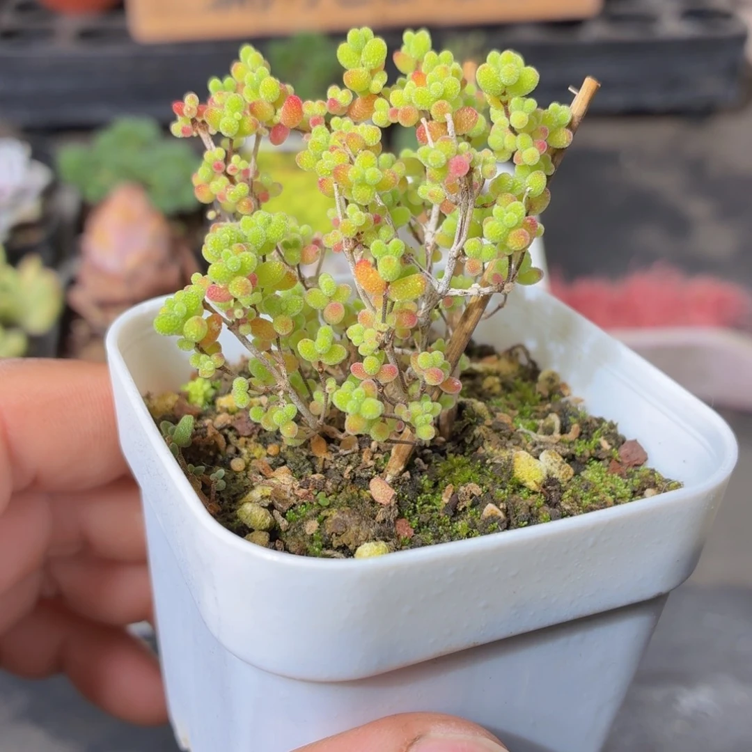 金桔糖球多肉9.9包邮发货