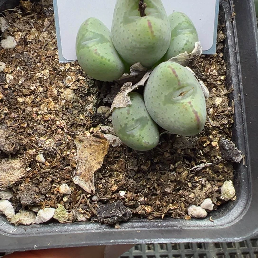 7-70肉锥多肉植物