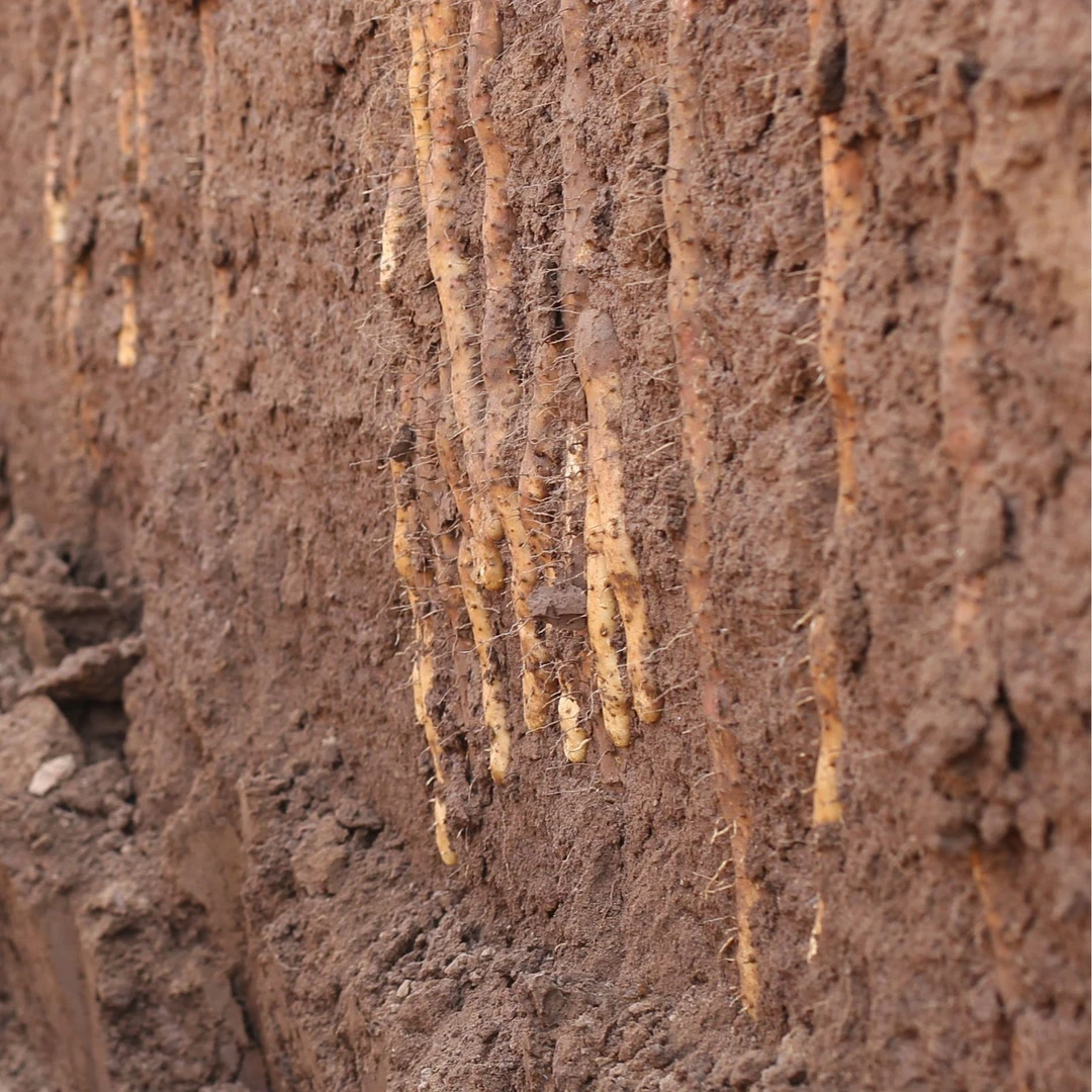 豫见怀山【正宗】焦作温县垆土铁棍山药软糯健康滋补食材