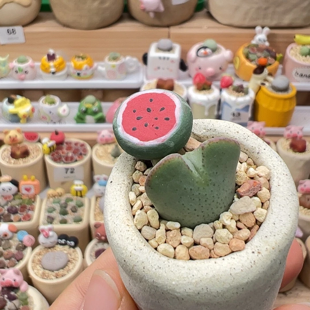 多肉植物84号少将