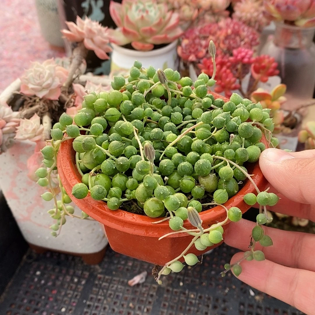 佛珠多肉精品1盆装