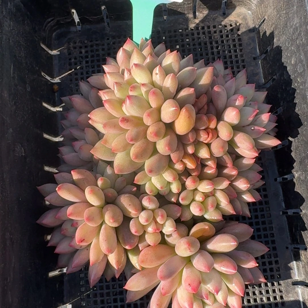 从前慢多肉精选超过1126.63