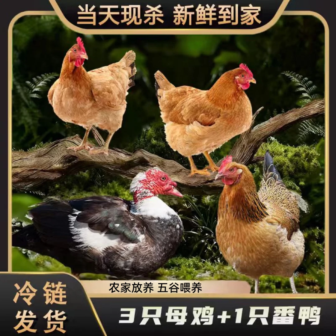 【鲁西1】3只黄油老母鸡+赠1只4斤番鸭 4只净重11斤试吃一只