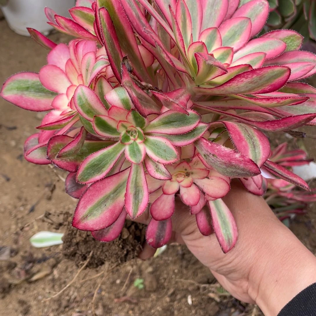 小香奈儿多肉法师断枝不包