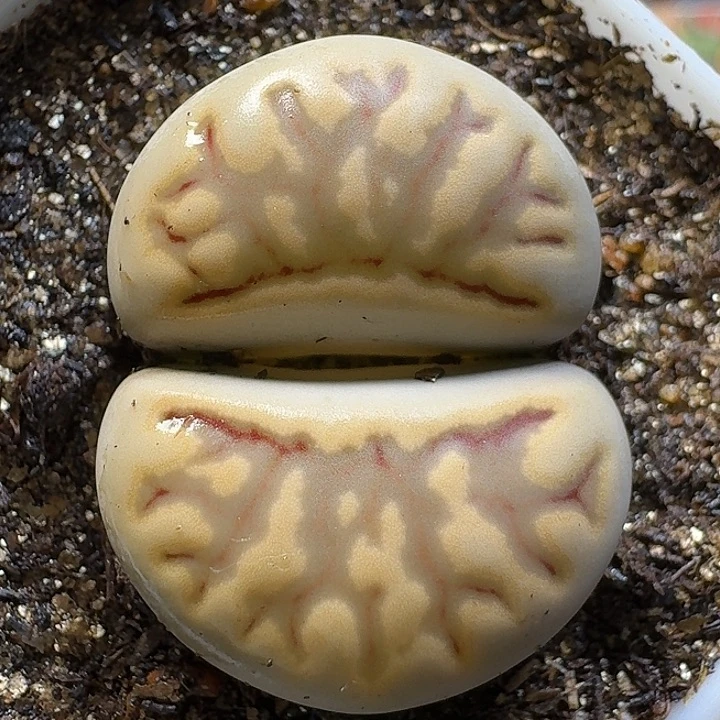 生石花111111。   206