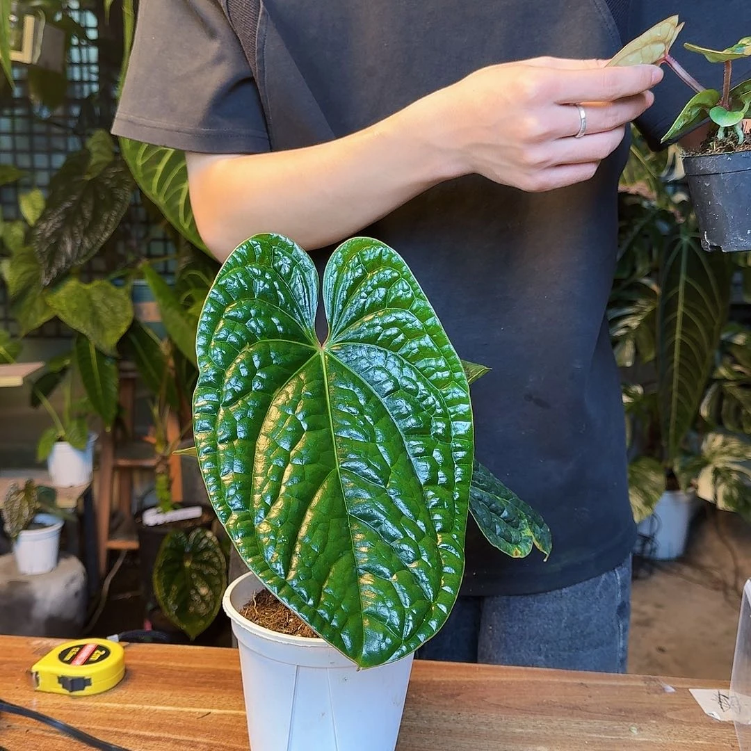 完全开放Z119切桩奢华