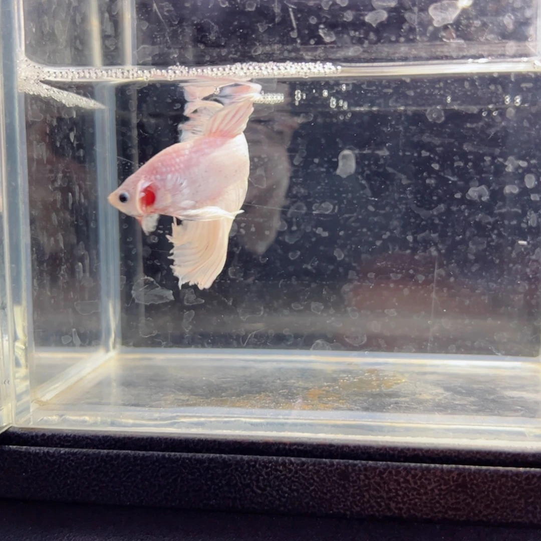 斗鱼浅色仙仙裙特殊尾