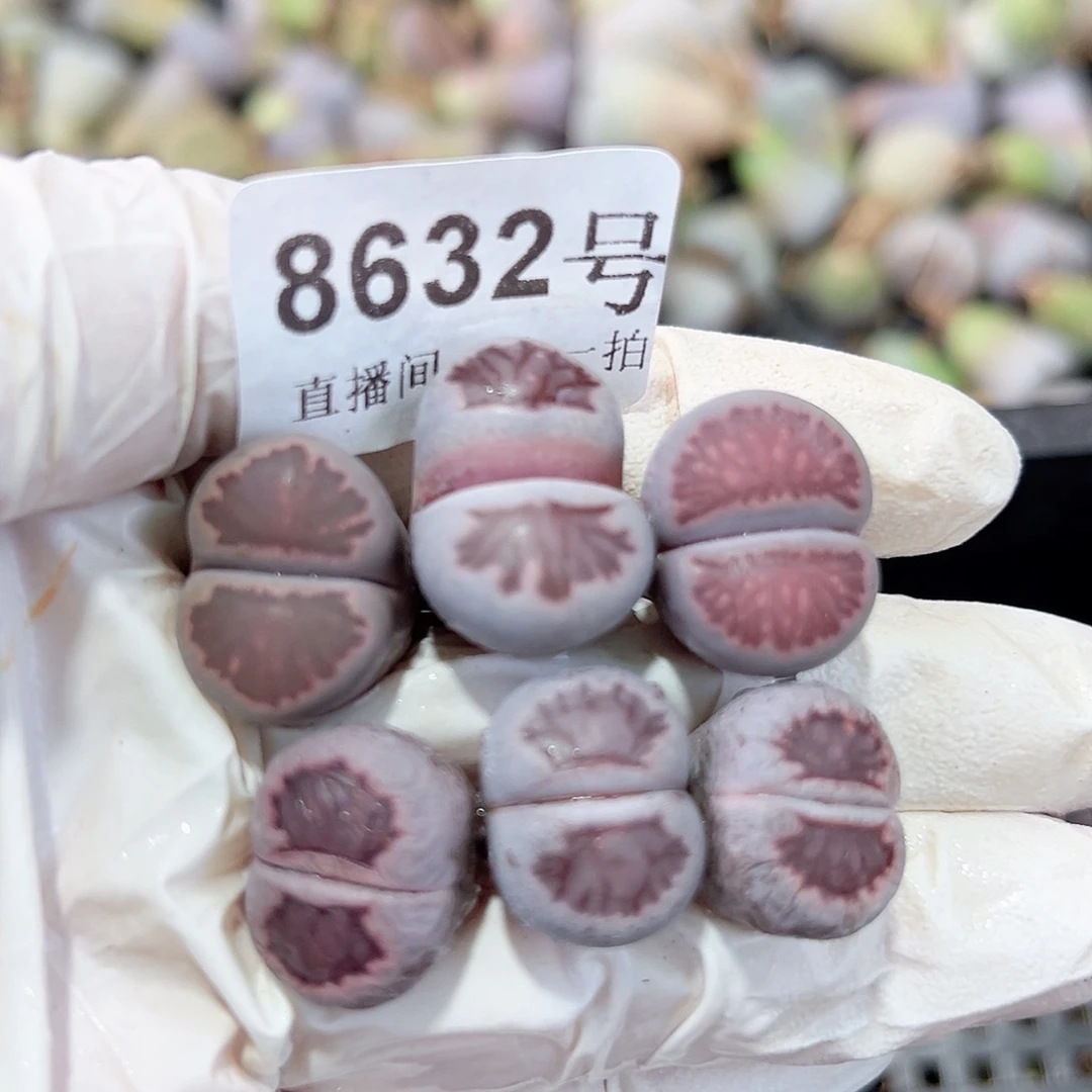 8632四年紫菊6个1.5cm左右有点干特价处理