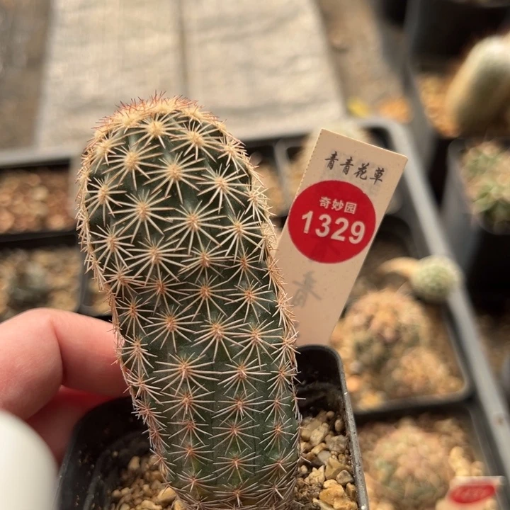 实生皇冠虾3.8cm一棵仙人球