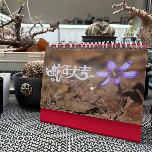 【临安木府】2025蛇年木府闲白联名多肉植物化石台历一本