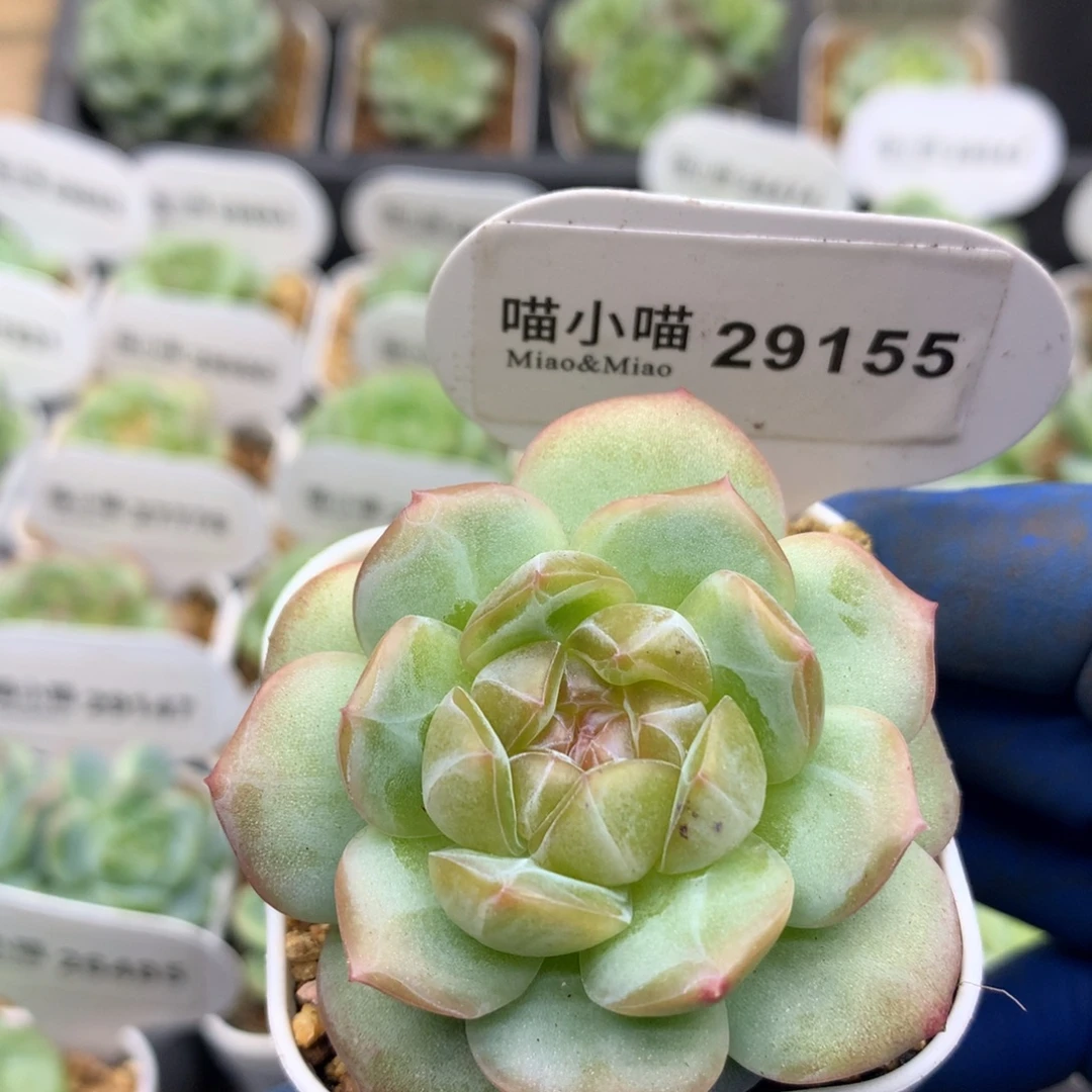 多肉植物杂交珍妮