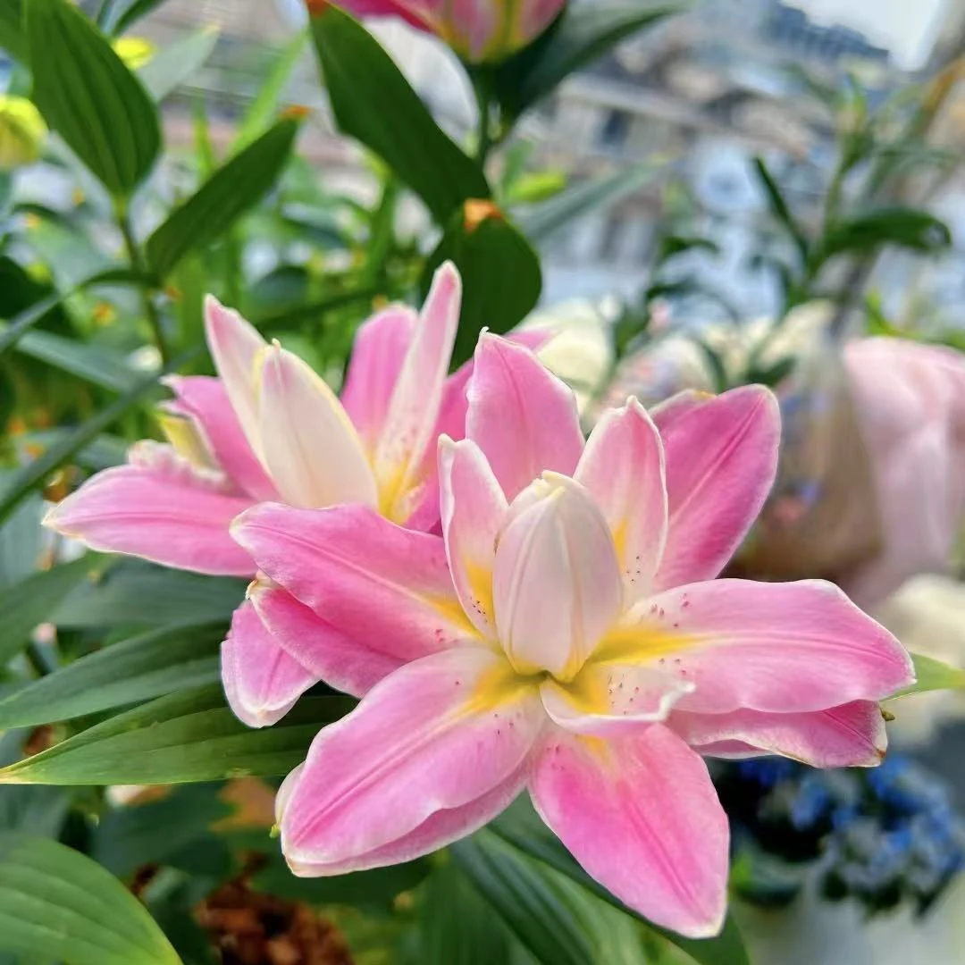 1颗《莲花之境》重瓣香水百合种球