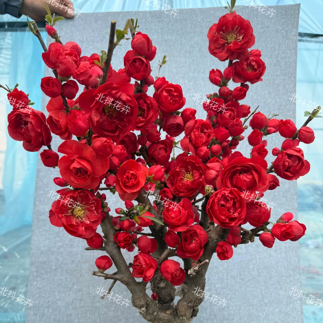 【宠粉福利】 牡丹海棠10年精品老桩海棠花带花芽耐寒年宵花卉