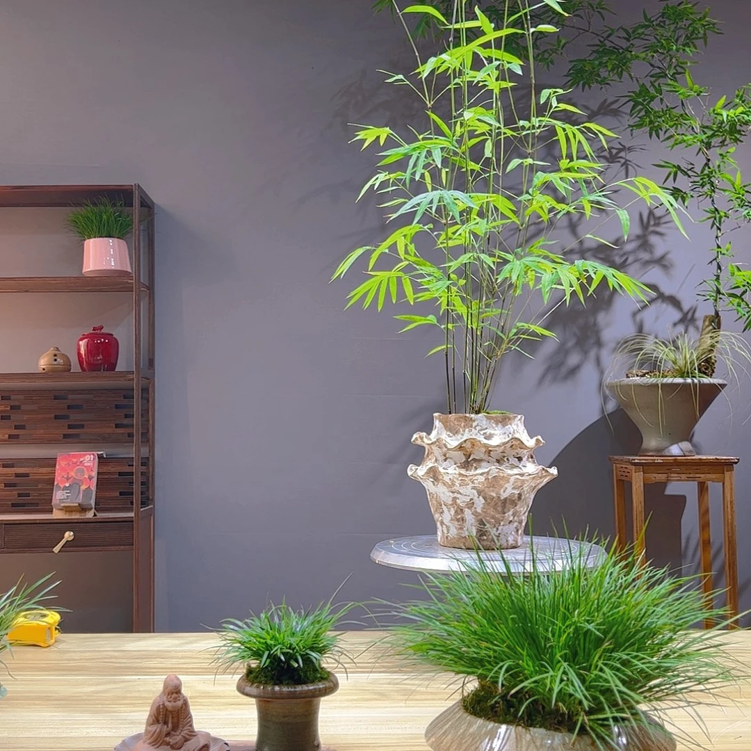 随***安无花朵老桩精品竹盆景作品