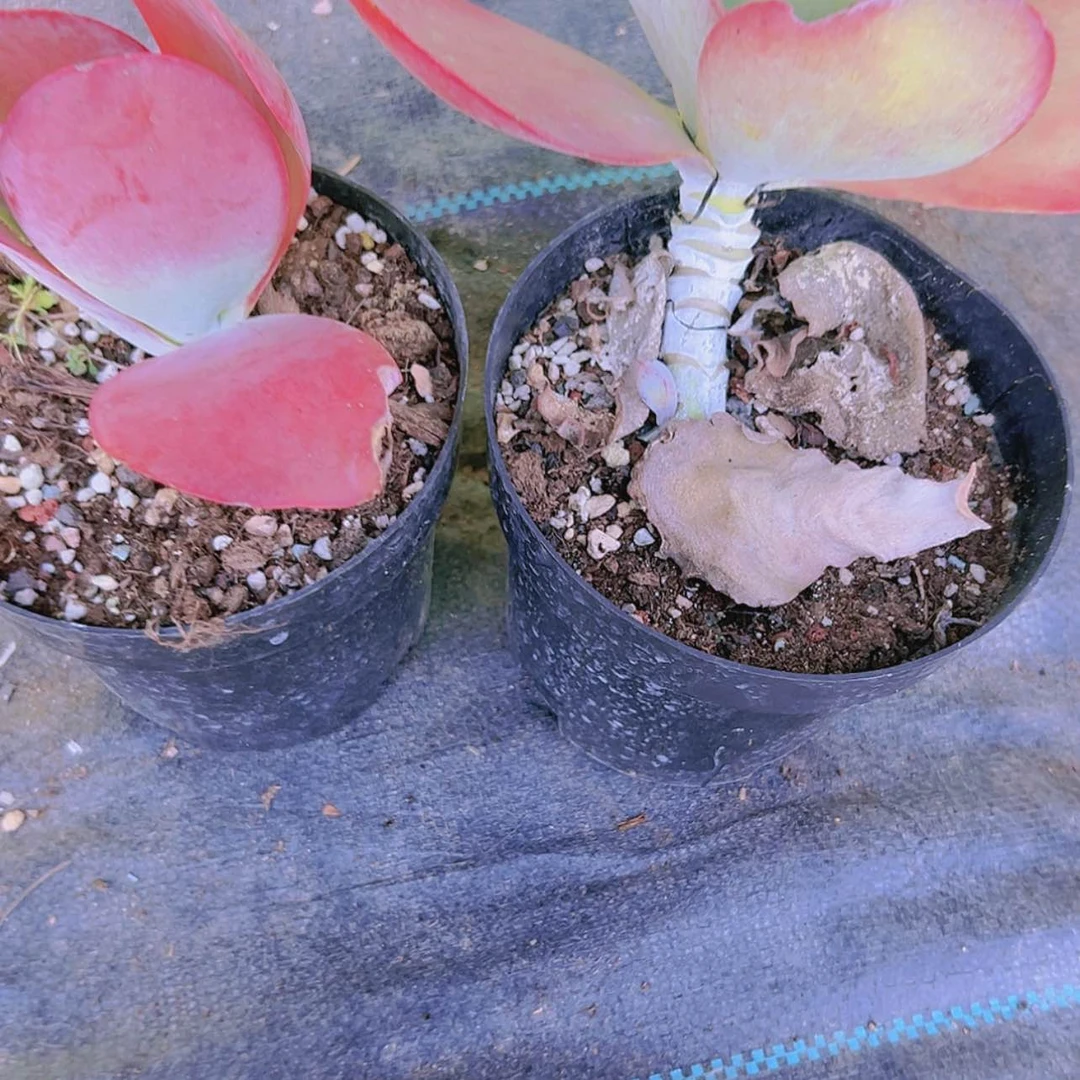 【闪购商品】2颗糖印6.8多肉