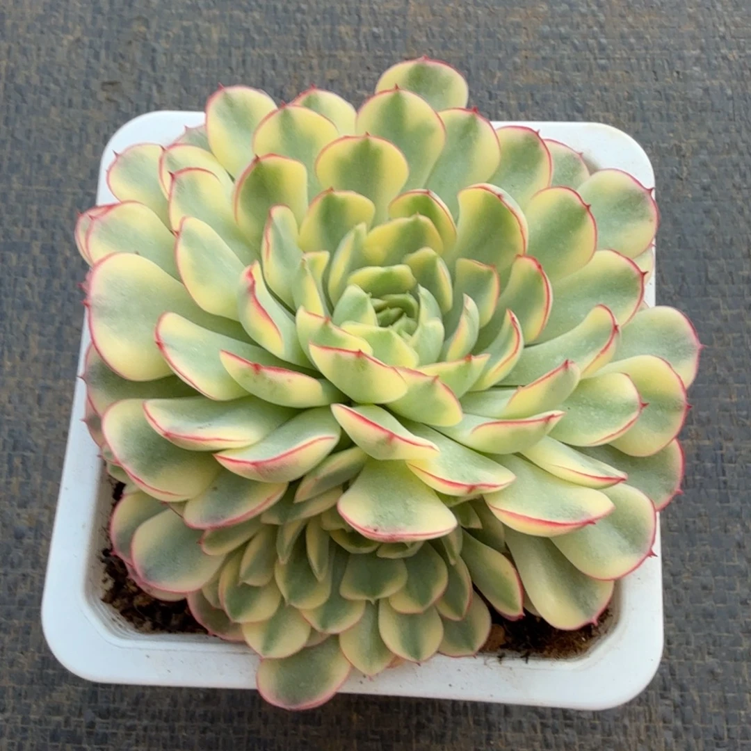 梦幻玫瑰锦锦上园艺一物一拍