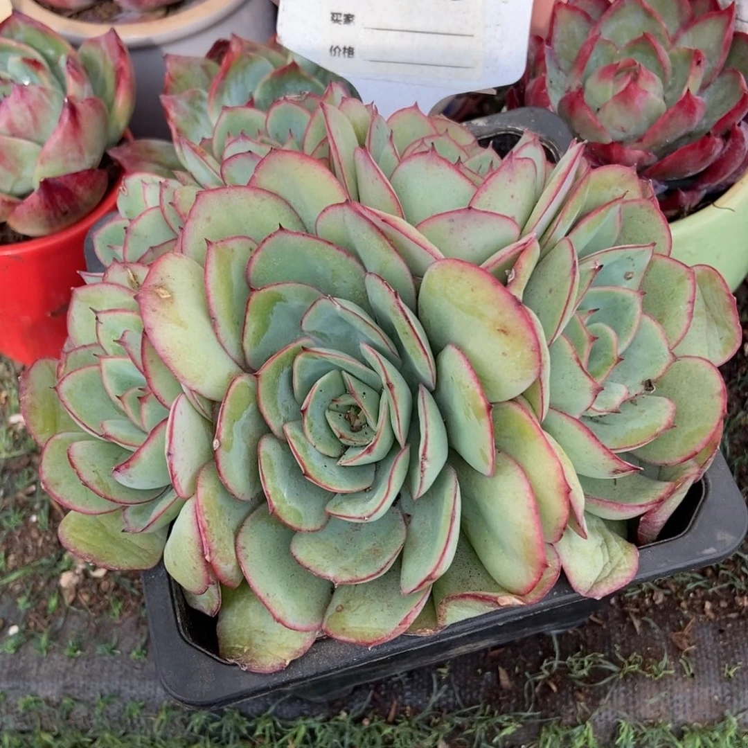 牡丹亭多肉植物779