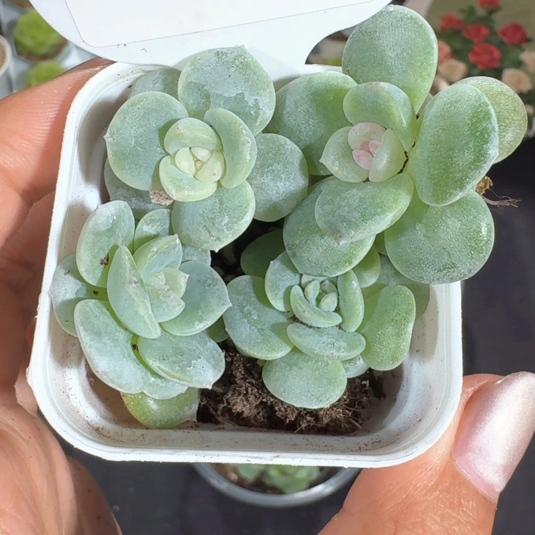 0625-花钿+生椰+岚七+汉白玉