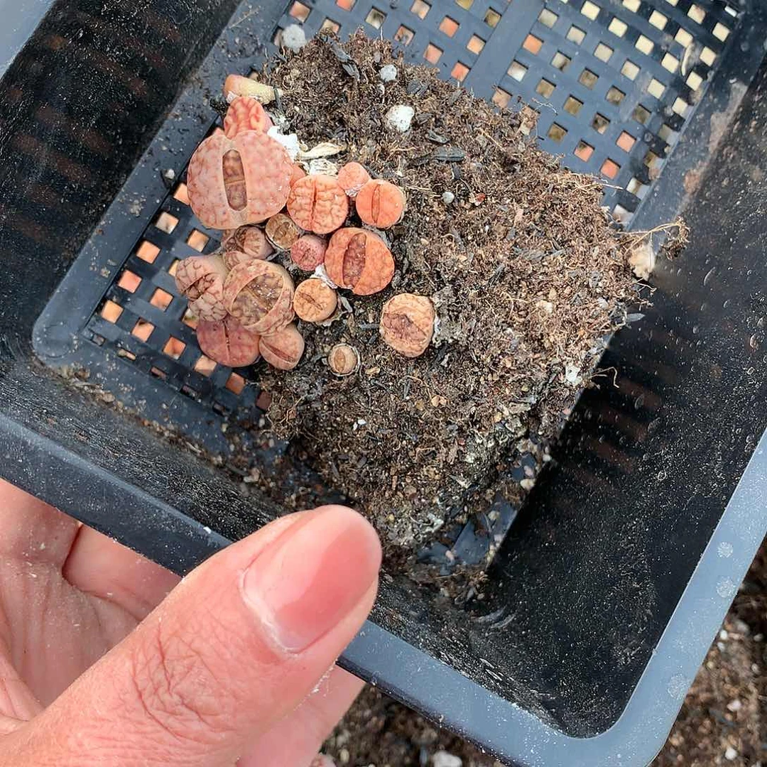 J**.D68多肉植物保护研究所