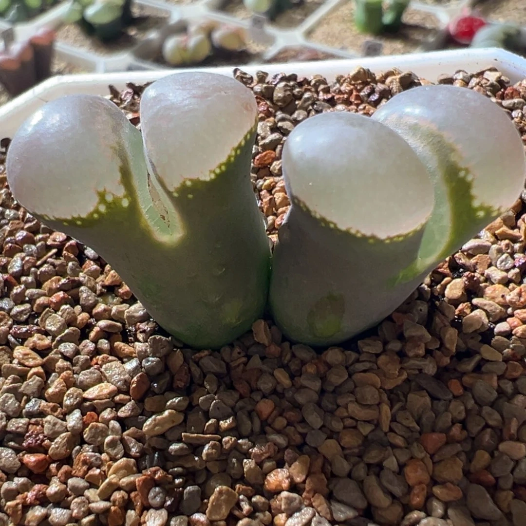 紫体白窗 净窗 超好看04