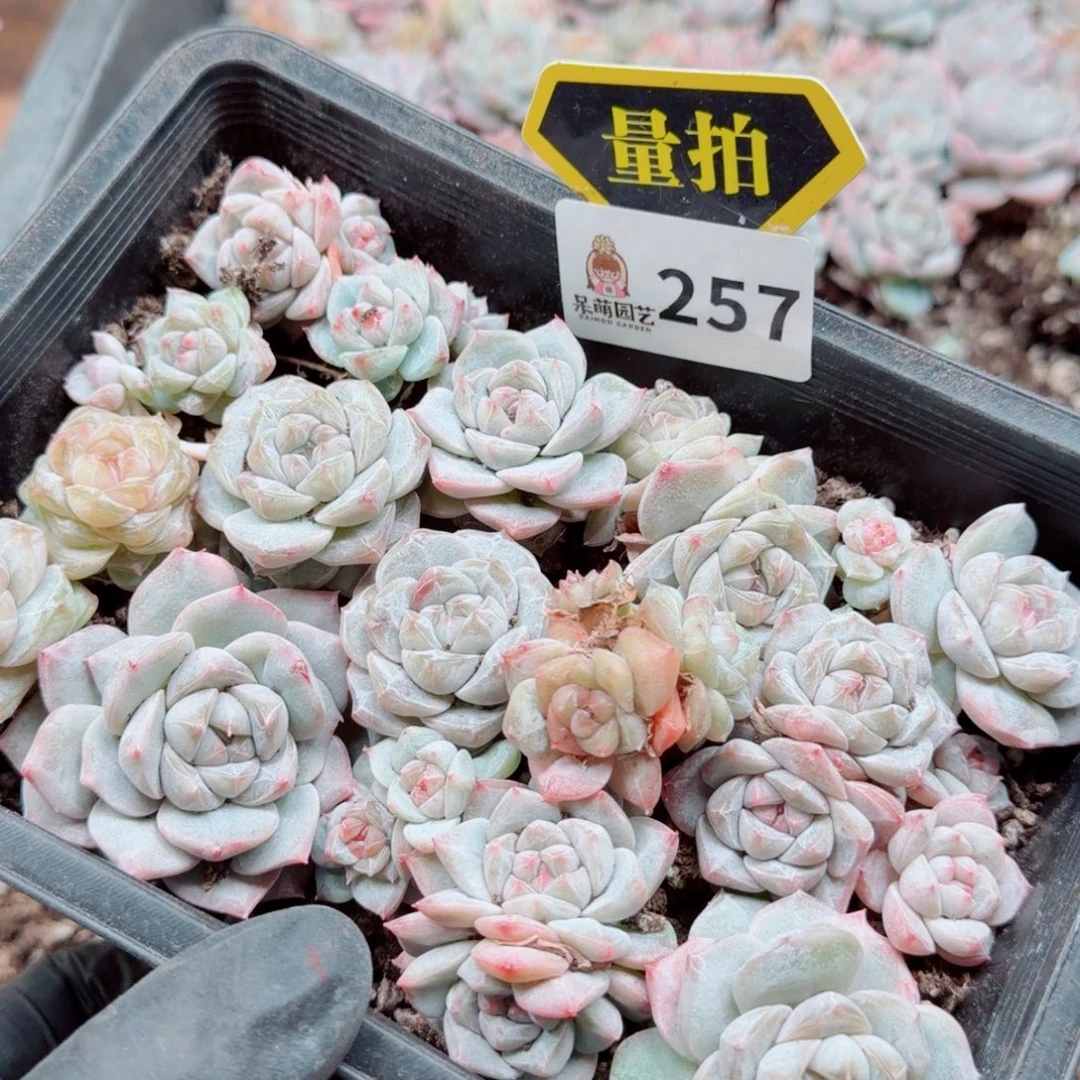 多肉植物多肉植物