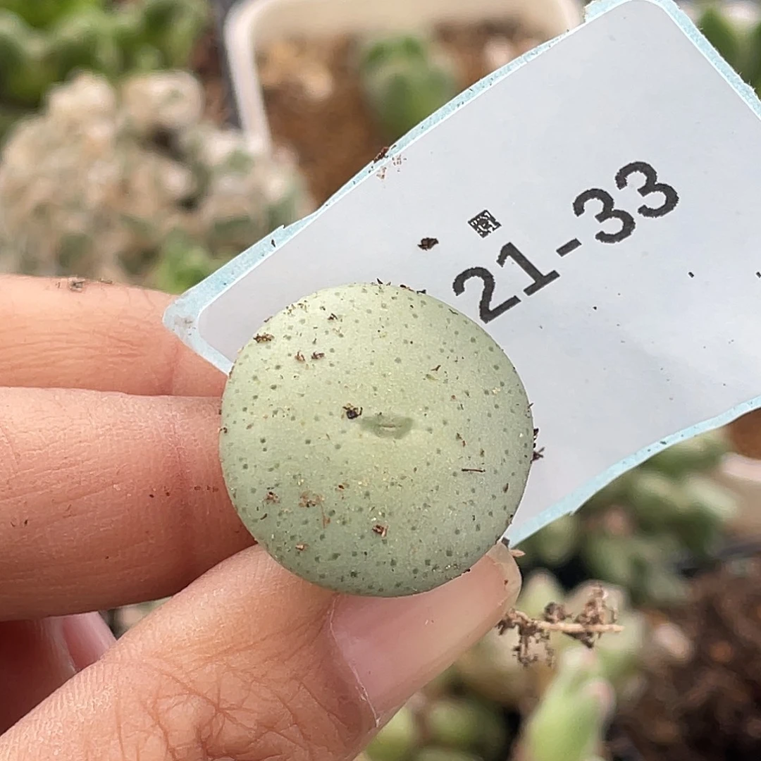 莫***白21-33肉锥多肉植物