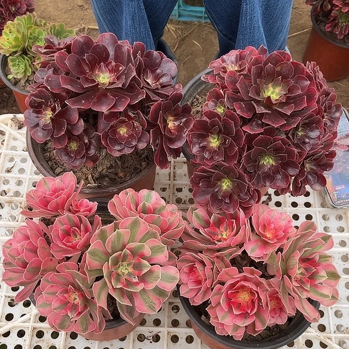 两颗美杜莎➕两颗粉女巫➕10棚