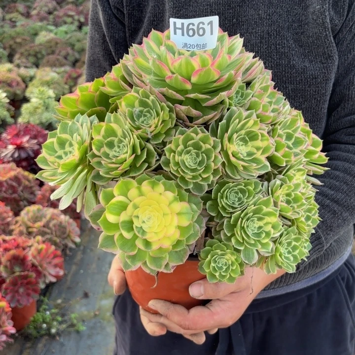 瑞纳，。。。。。661。海王，