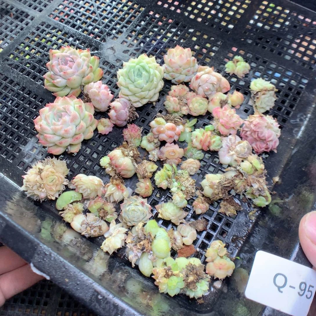 Q95y y y y y y y