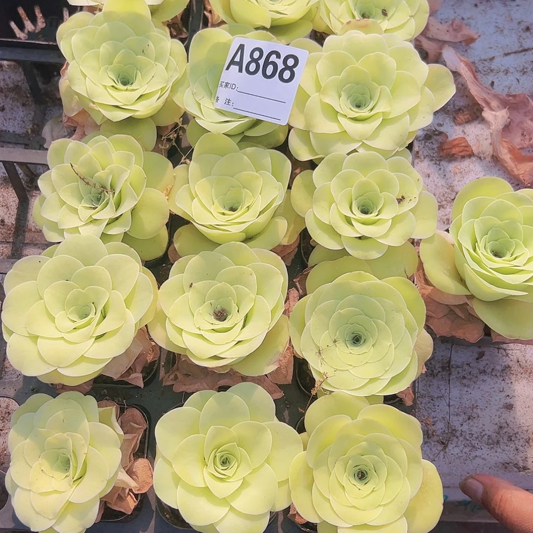 868大黄金杯2个6厘米