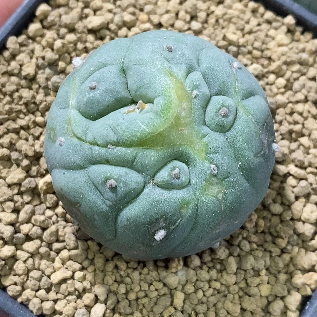孤品实生特选稀有变异海鲜福利