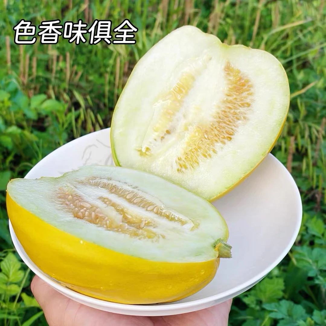 <大龙站闻小康>湖南丑八怪香瓜新鲜水果当季现摘现发