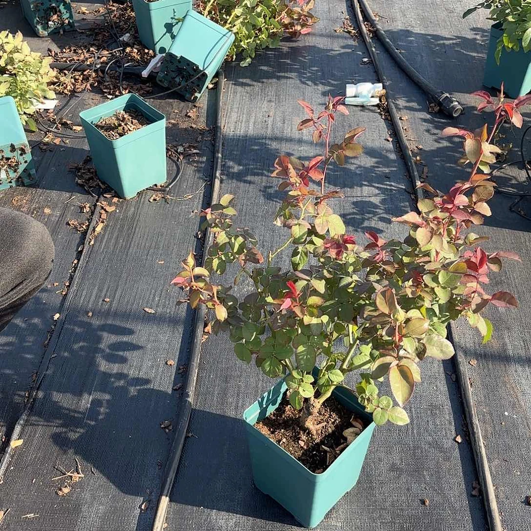 U****杏苑雪晴1.5加仑根接