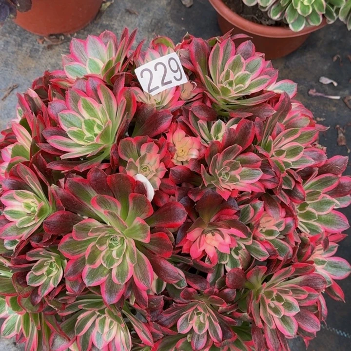 000000000229花样年华