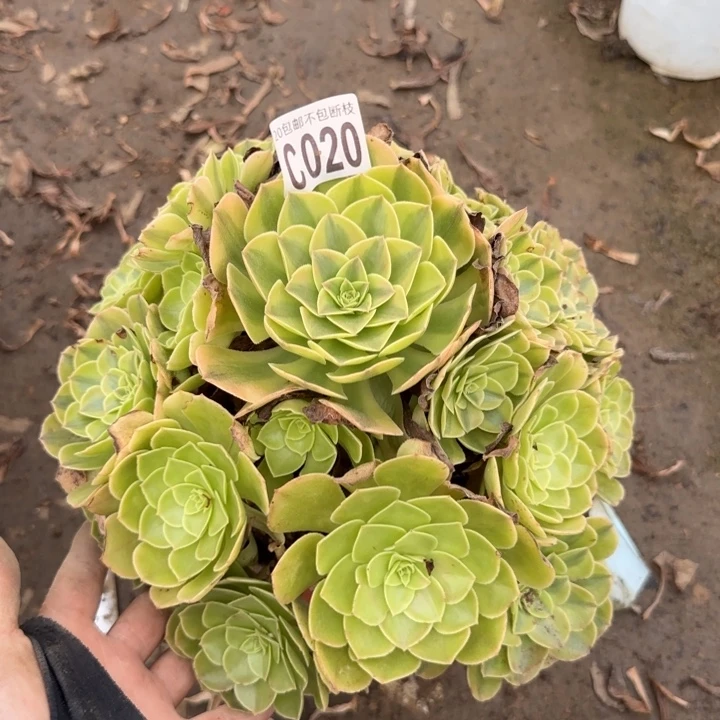 雨何……多肉植物……