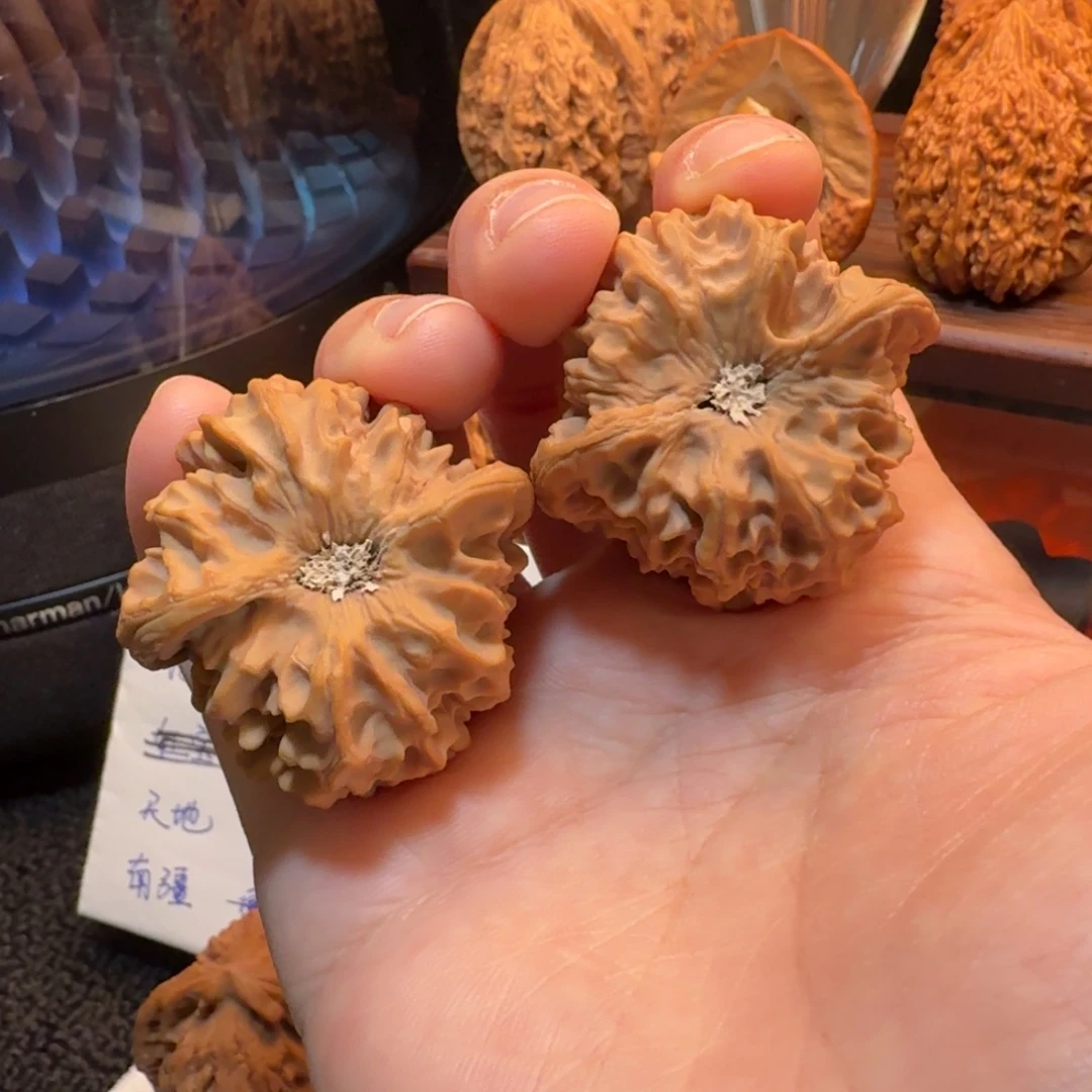 核桃39+龙门涧双凹底