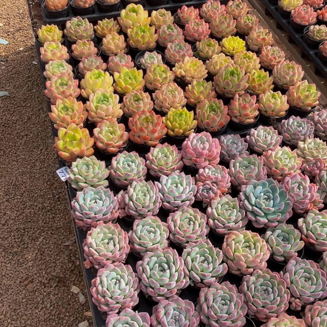 浩***河779多肉植物和植物在这里繁衍