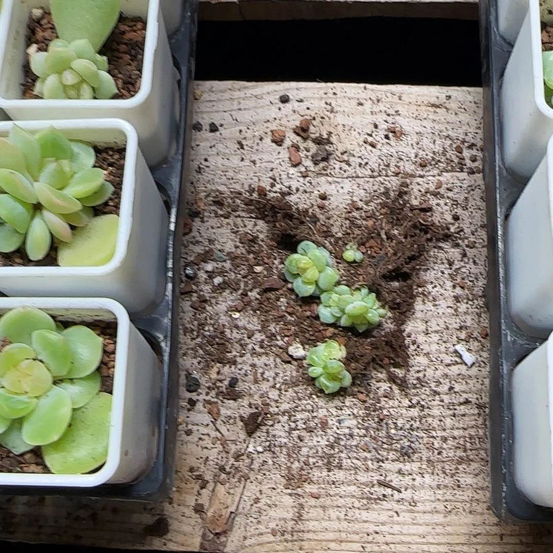 小T3000 一个满25包邮