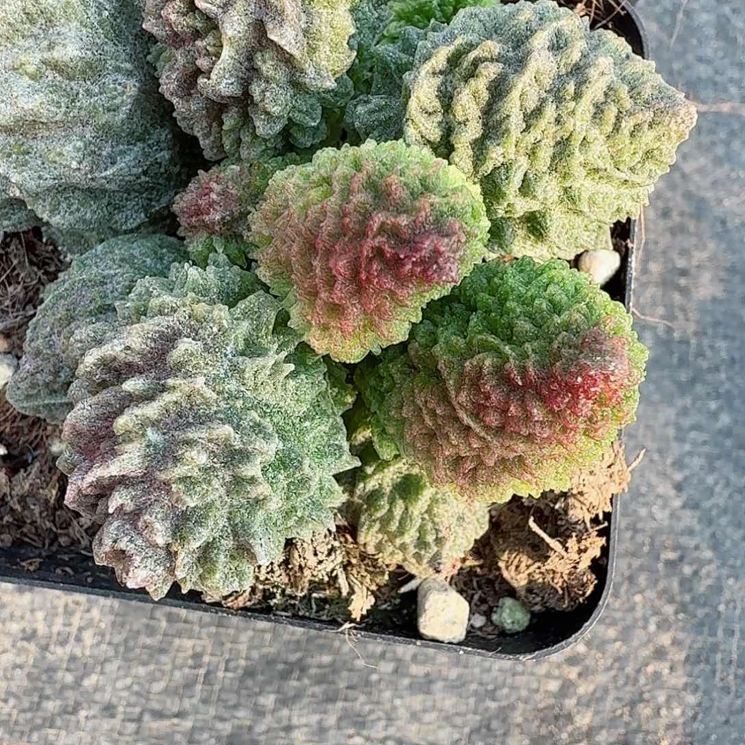 紫*朱紫玉