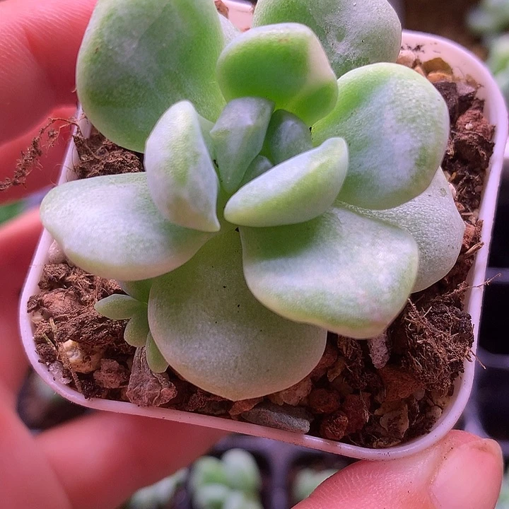 冰玉石化白锦一物一拍