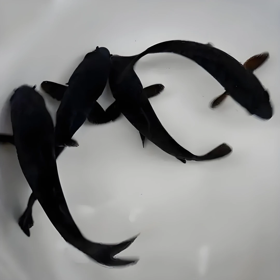 短尾黑草金6-10cm