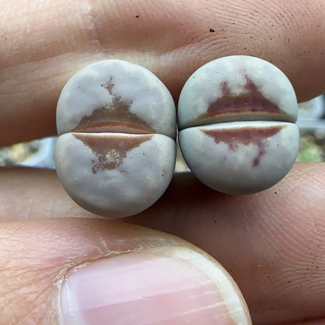 123 清框福利30包邮