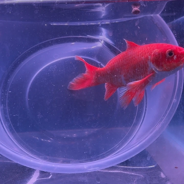 蝴蝶鲤1号红色蝴蝶