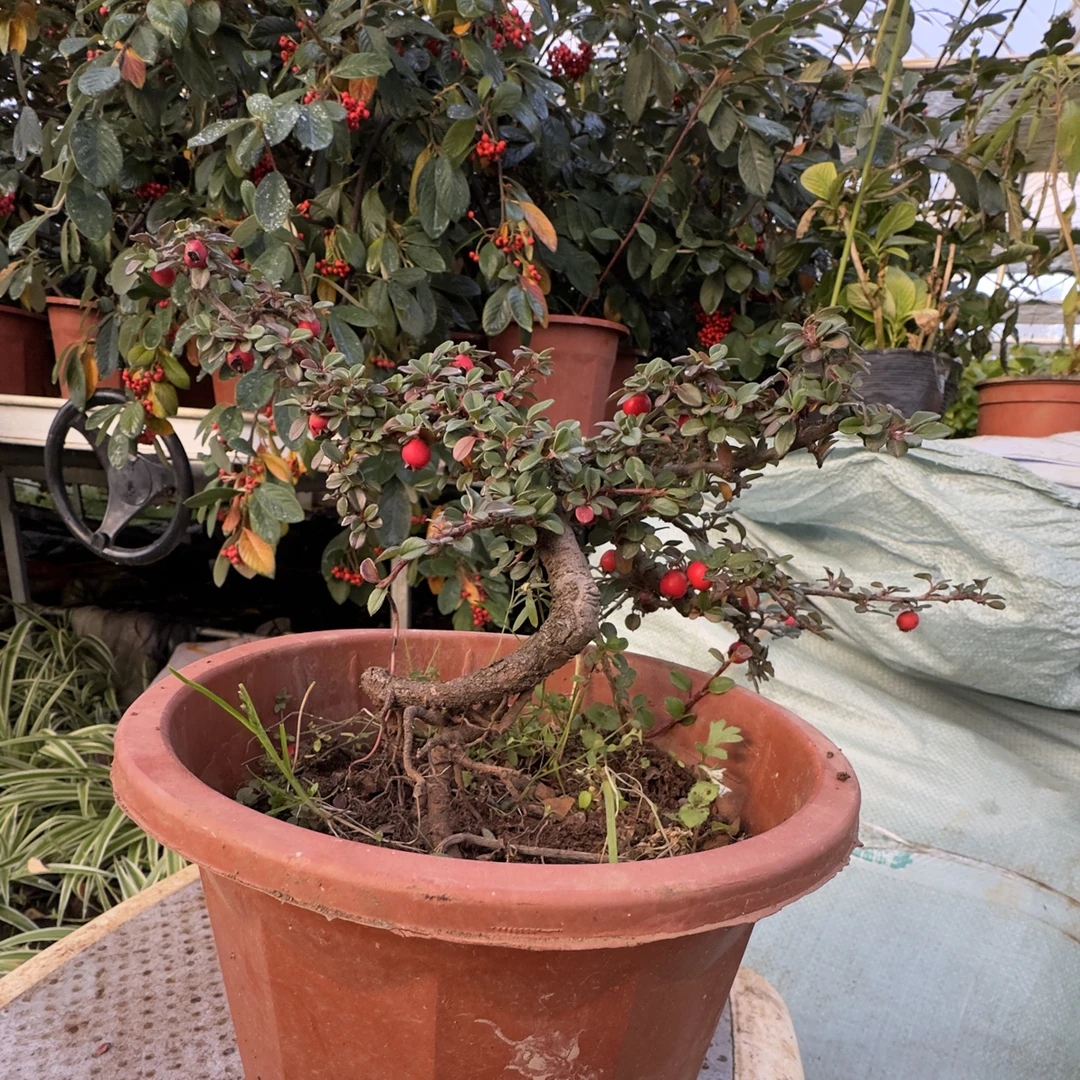 栒子盆景年功老桩造型阳台庭院开花结果绿植室外装饰