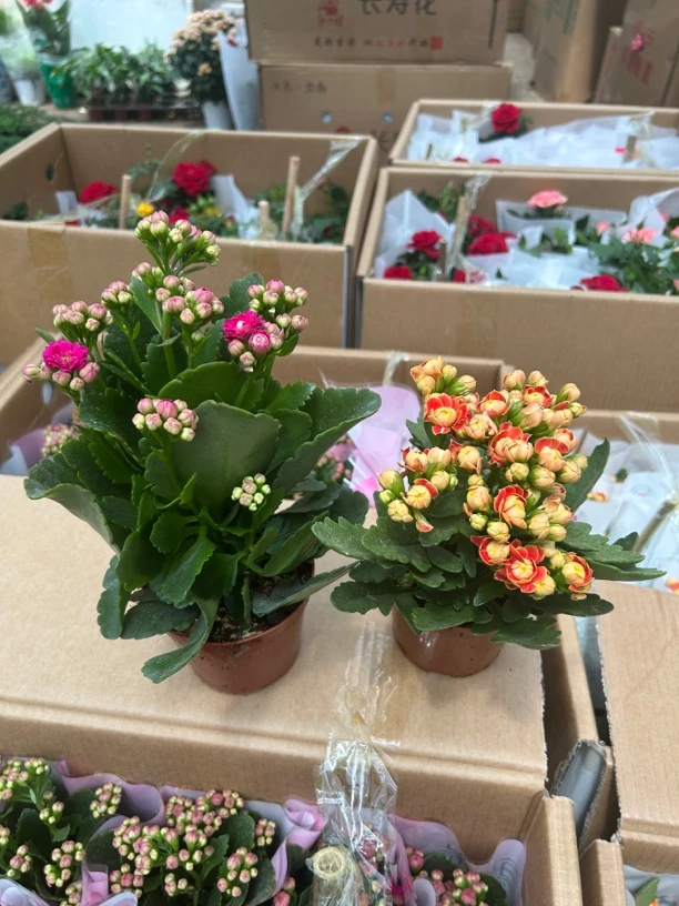 金狐狸十紫缤长寿花盆栽