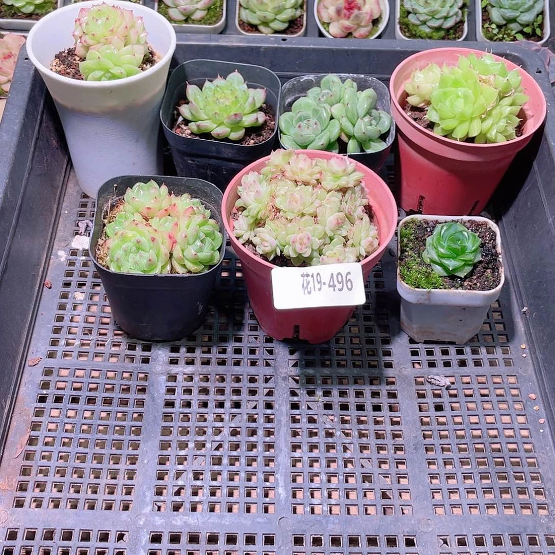 花利美19-496框拍7颗